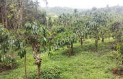 2 acre 50 cent land for sale In kaithakkal,  Wayanad.