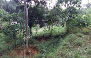 House plot for sale in Dwaraka,  Wayanad.