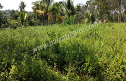 90 cent land for sale In poothadi,  Wayanad.