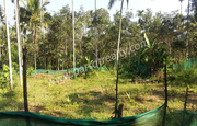 10cent land for sale In Cheengodu,  Wayanad.