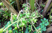 Cardamom cultivation-2acre land for sale In Irulam at 25lakh/acre