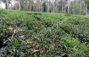 Tea  Plant  for sale in vaduvanchal, wayanad.