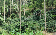 1acre land for sale In  payikolli near Thomattuchal,  Wayanad.