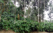  4acre land for sale In Kadalmadu,  Wayanad.