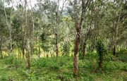 Well maintained 1.52acre land for sale in kenichira at 23lakh