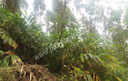 Best price for 11.5acre in chooralmala-Meppadi at 8lakh/acre