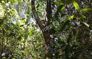 73cent land for sale In Valad -Mananthavady Taluk at 6.5lakh