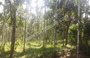 2acre land for sale In Thazhamunda(kenichira),  Wayanad.