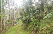 80cent land for sale  near Papplassery.Wayanad.