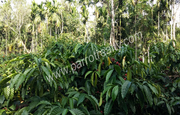 coffee plantation  for sale  near Koleri.Wayanad.