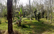 1.5acre land for sale In AKG-Meenangadi at 30lakh/acre