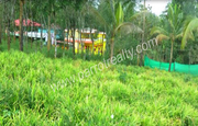 81 cent land for sale in Chundakkara near pallikkunnu at 250000/cent