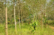 Rubber cultivation-2acre land for sale in kallody at 30lakh/acre