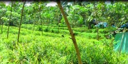  1.93acre land for sale in kammana at 50000/cent.