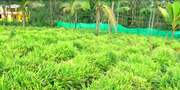 81cent land for sale in Chundakkara near pallikkunnu