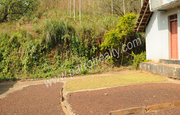 Well maintained 4acre land with old house for sale in Kallody