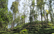 Well maintained 10acre tea plantation in Vythiri at 50lakh/acre