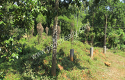 Well demanding 10cent land in Old Vythiri at 25lakh