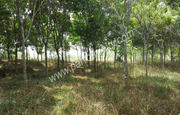 80cent land Rubber cultivation for sale in Nellikkara at 20000/cent