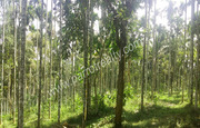 Well maintained 2acre land for sale In Thazhamunda-Kenichira