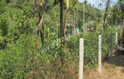 Well demanding 70cent land in Vythiri at 125000/cent