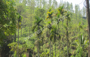 Well maintained 10acre tea plantation for sale in Vythiri