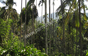 Well demanding 1acre land near Kanthanpara at 40lakh