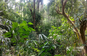 87cent  land with small house for sale  near Vaduvanchal. Wayanad.