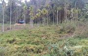 Well demanding 20cent land near Mananthavady at 24lakh.