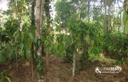 Well maintained 1acre land for sale near Thirunelli Temple.wayanad