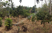 30cent land for sale in kenichira at 19000/cent