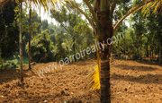 River side 28cent land for sale in Thavinjal at 28lakh