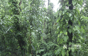 Well maintained 1.27acre land in Peechangodu at 35lakh