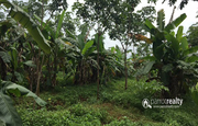 Well maintained 2 acre land in Ellumandam at 30lakh/acre