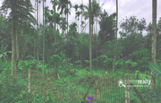 1.30 acre land for sale in Kenichira. wayanad