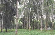 2.50 acre land for sale in koleri.wayanad