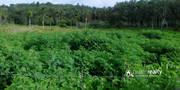 Well demanding 3.75 acre land for sale in Naikuppa.