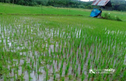 2 acre 10cent paddy field for sale in kenichira.wayanad