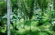 1 acre land for sale in Irulam.wayanad