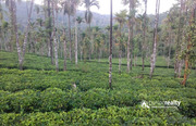 Well maintained 9 acre tea plantation for sale in Vaduvanchal.