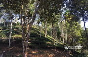 2 acre tea plantation for sale near Sunrise valley.