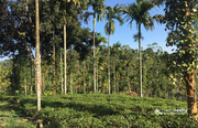 Well maintained 9.50 acre tea plantation for sale near Vaduvanchal.