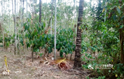 5 acre land for sale in Aalathoor near Pulpally.