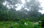 3 acre land in Nadavayal @ 22lakh/acre. Wayanad