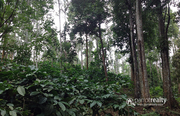 Well Demanded 7.50 acre land @ 20 lakh/acre in Meppadi. Wayanad