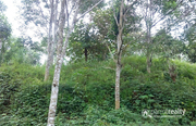 2.87 acre land @ 22 lakh/acre in Ambalavayal. Wayanad