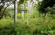 Well 2.50 acre land in 2th mile @ 35 lakh. Wayanad