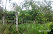 2.16 acre land @ 40 lakh/acre in Nadavayal. Wayanad