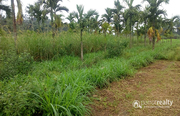 Well demanding 5 acre paddy Farm for sale in Muttil @ 80lakh. Wayanad