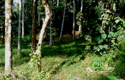 Well 25 cent land in Akg @30000/cent. Wayanad